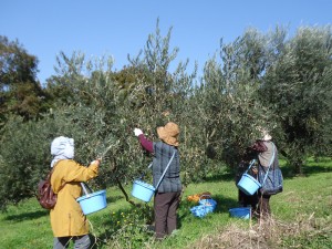 収穫体験2011.11.20