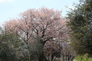 桜.2