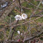 2013.03.27 桜