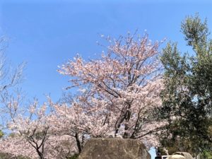 桜2021.3.5