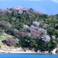 前島・桜
