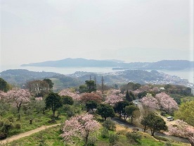 桜2021.4