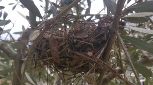 nest_in_olive_3