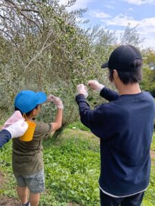 オリーブ収穫体験20256低