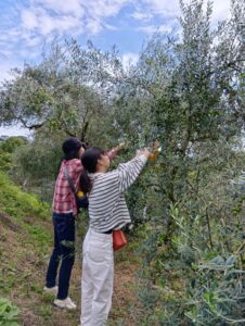 オリーブ収穫体験20257低