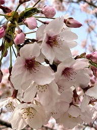 桜2021.4.3